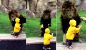 Heart-stopping moment as lion charges at toddler