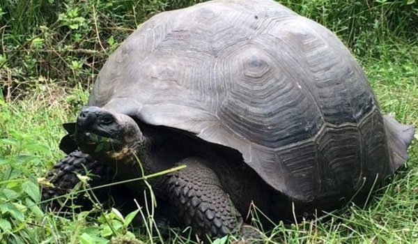 New species of giant tortoise discovered