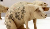 Tattooed pigs sell for $50,000
