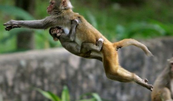 Monkeys &#039;hinder India internet drive&#039;