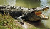 Human-crocodile conflicts too, becoming commonplace