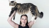 UK&#039;s biggest cat?