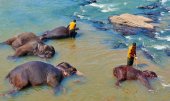 Colombo’s trunk call: the amazing elephant orphanage of Sri Lanka