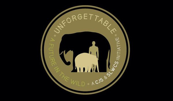 ‘Unforgettable’ campaign to protect wild elephants