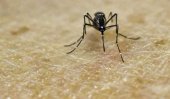 Scientists raise fear of higher Zika risk