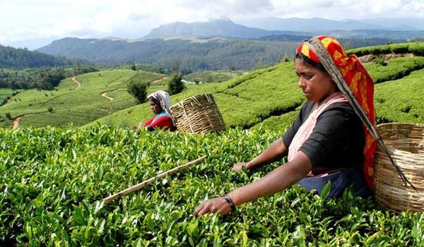 Tea industry demands govt. not to take over Cess