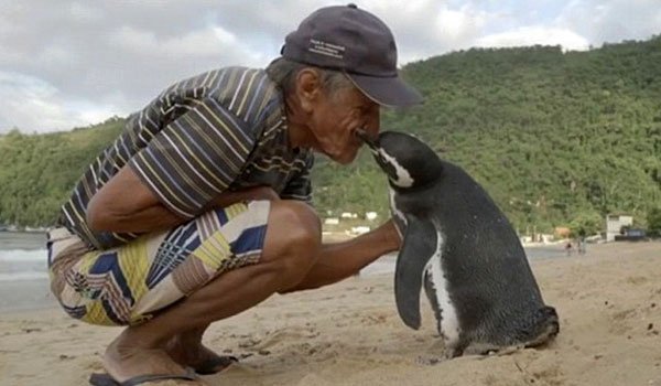 Penguin refuses to leave its rescuer (video)