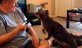 Cat tries to beat up woman after she insults him using the cat translator app (Video)