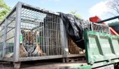 Tiger Temple to face charges over dead cubs