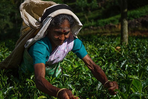 Sri Lanka: Tracing the origins of Ceylon tea