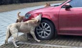 Stray dogs take revenge, attack enemy&#039;s car