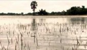 Sri Lanka&#039;s crops wiped-out by heavy rains