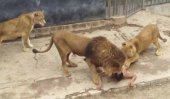 Naked man attempting suicide enters lion cage (video)