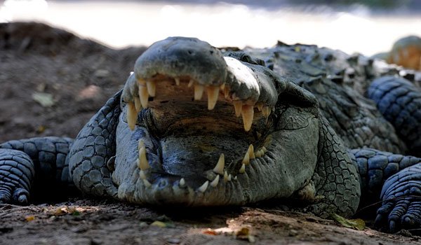 Crocodiles &#039;to guard Indonesia prisons&#039;