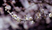 Mesmerizing Spring in Japan