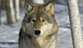 &#039;Guard wolves&#039; in Kazakhstan