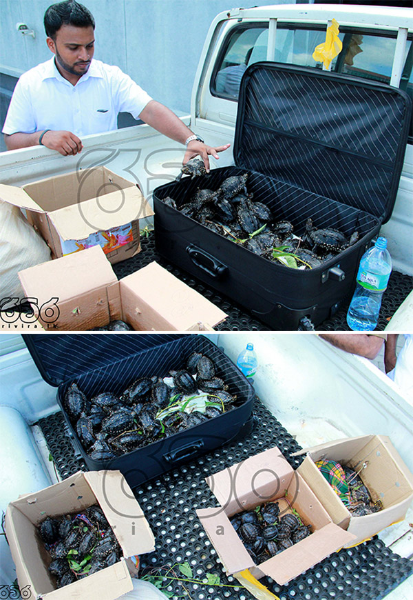 Turtles1 600px 15 07 03