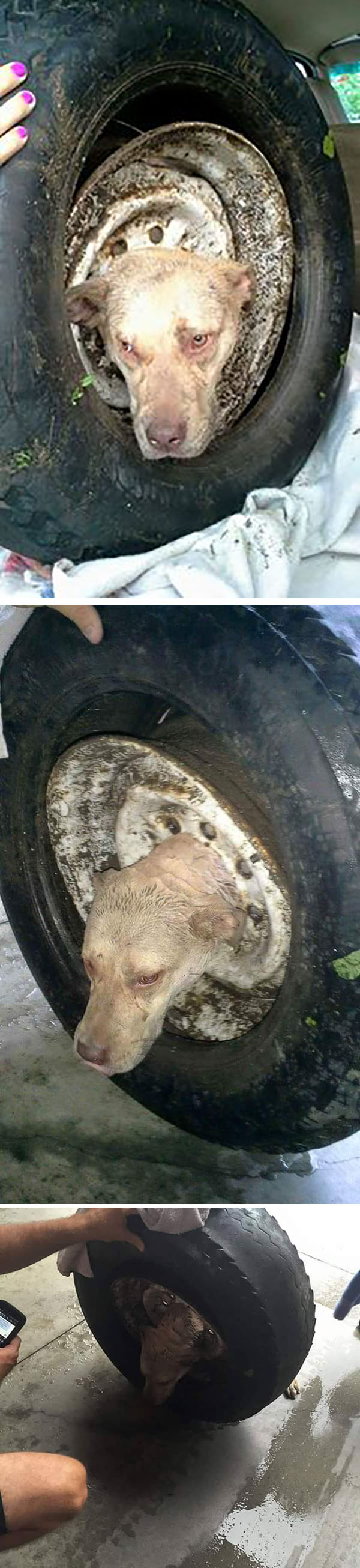 Dog1