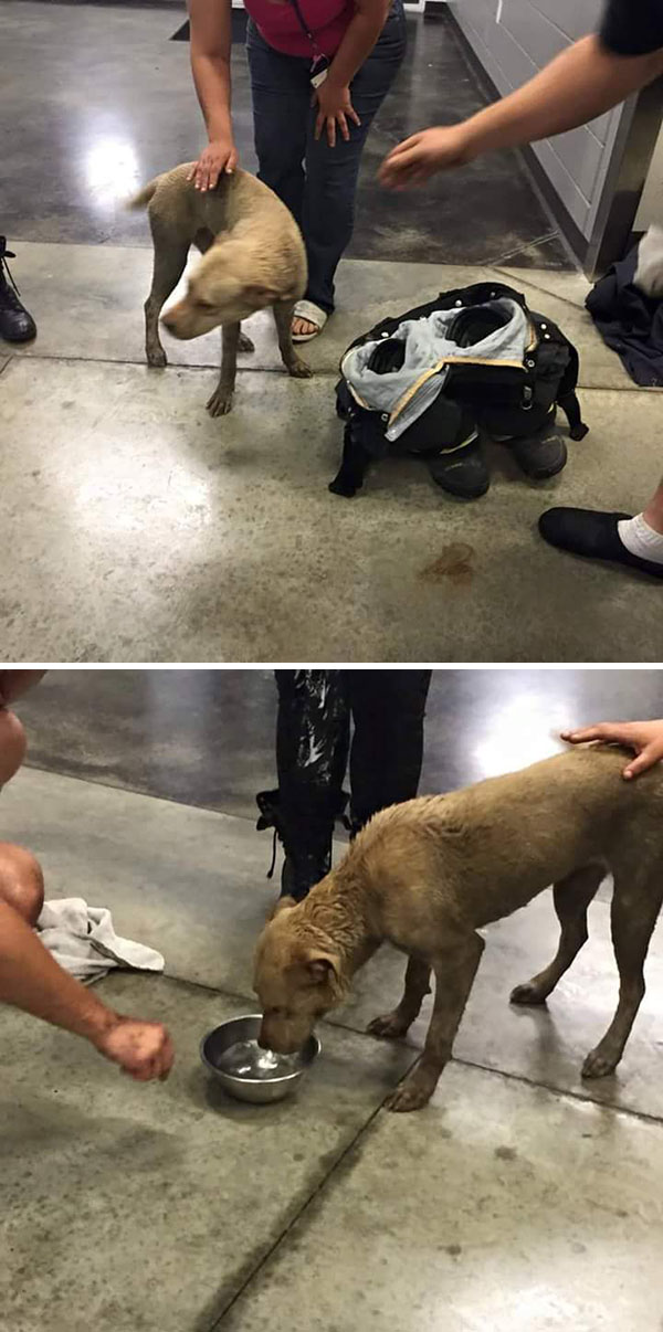 Dog6