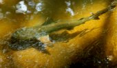 Sharks seen in Manik river (Pics)