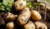 NASA to grow potatoes in Mars-like conditions