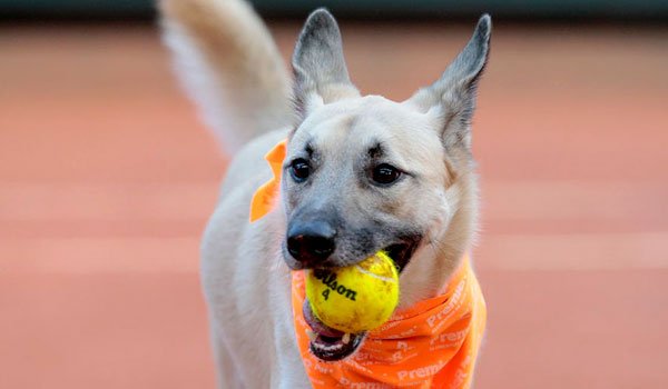 Shelter Dogs serve as ‘Ball Boys’ (video)