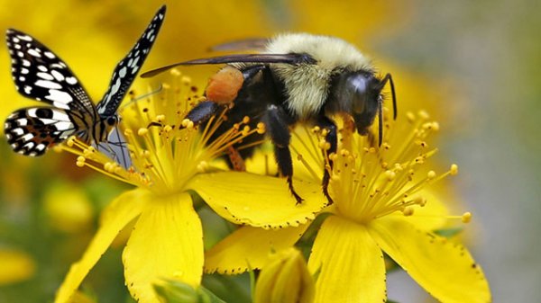 Bee decline threatens global food supply, says UN