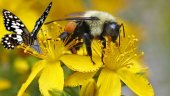 Bee decline threatens global food supply, says UN