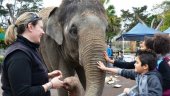 Auckland Zoo &#039;delighted&#039; by new elephant offer, but animal rights activists angry