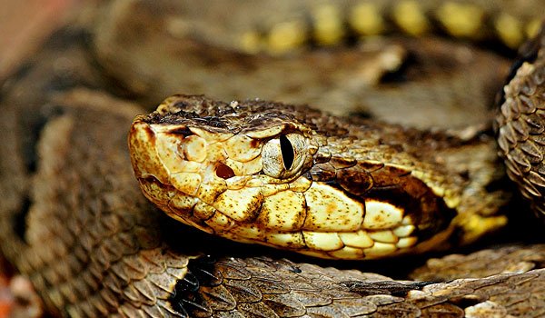 Toddler kills killer snake