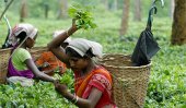Estate owners, labourers dispute over Deepavali allowance