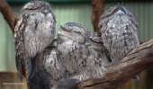 Lankan bird makes Thane its home