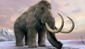 Scientist takes mammoth-cloning a step closer
