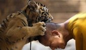 Abbot mauled by big cat at &#039;Tiger Temple&#039;