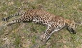 Mystery surrounds leopard deaths