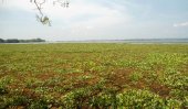 Salvinia ruins Parakrama Samudra