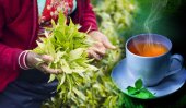 Sri Lanka tea exports fall sharply in August