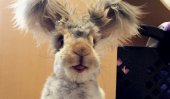 Wally,bunny with biggest wing-like ears