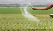 60 pc of farmers to lose fertilizer subsidy