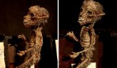 Weird skeletons discovered in sealed basement (Photos)