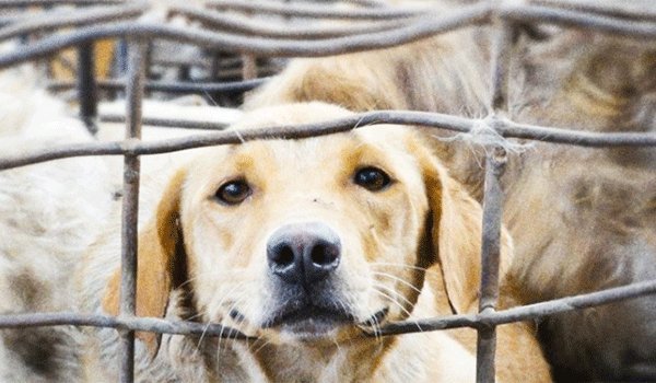 Yulin dog meat festival begins in China