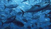 Fisheries Corporation states certified price for Tuna fish