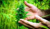 Sri Lanka to export cannabis to West!
