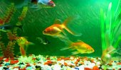SL’s ornamental fish exports grows 17% in 2014