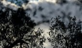 Growers despair as disease ravages timeless olive groves of Italy