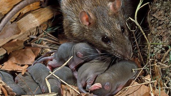 Rat population in Colombo city increased