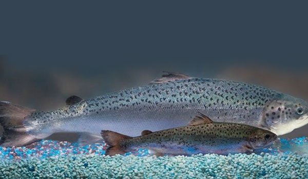 US approves GM salmon for food