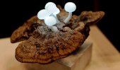 Mushroom lights turn any room into magical forest