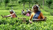 CFS, Lipton to uplift productivity of Sri Lankan tea lands