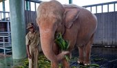 Myanmar captures ninth rare white elephant
